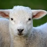 Yorkshire Farmers